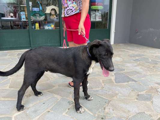 Tierschutzhunde suchen ein Zuhause-Beitrag-Bild