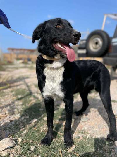 Tierschutzhunde suchen ein Zuhause-Beitrag-Bild