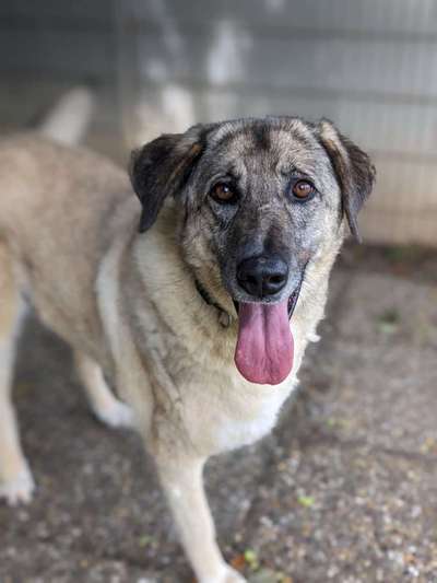Tierschutzhunde suchen ein Zuhause-Beitrag-Bild
