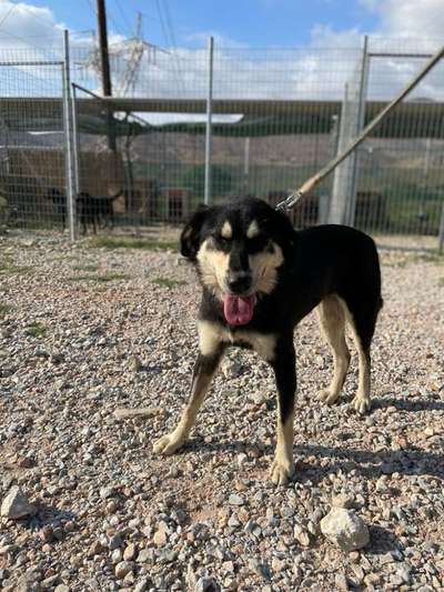 Tierschutzhunde suchen ein Zuhause-Beitrag-Bild