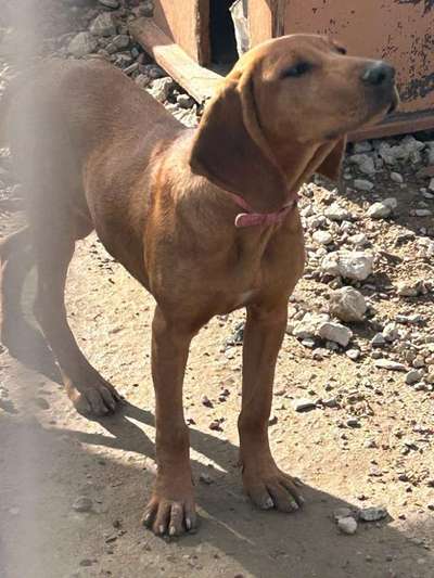 Tierschutzhunde suchen ein Zuhause-Beitrag-Bild