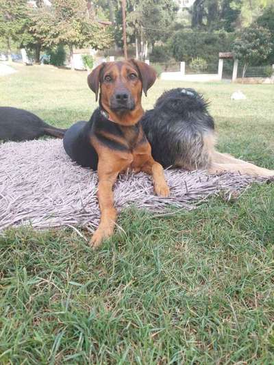 Tierschutzhunde suchen ein Zuhause-Beitrag-Bild