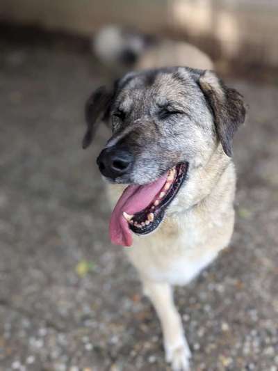 Tierschutzhunde suchen ein Zuhause-Beitrag-Bild