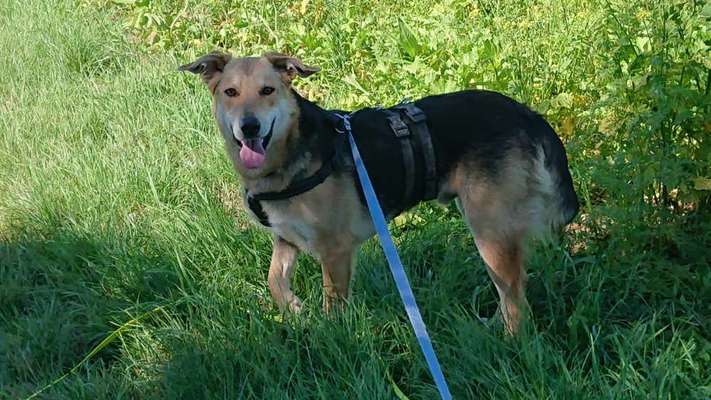 Tierschutzhunde suchen ein Zuhause-Beitrag-Bild