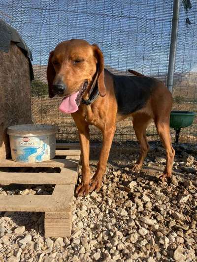 Tierschutzhunde suchen ein Zuhause-Beitrag-Bild