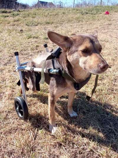Tierschutzhunde suchen ein Zuhause-Beitrag-Bild