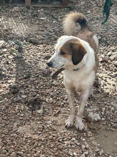 Tierschutzhunde suchen ein Zuhause-Beitrag-Bild