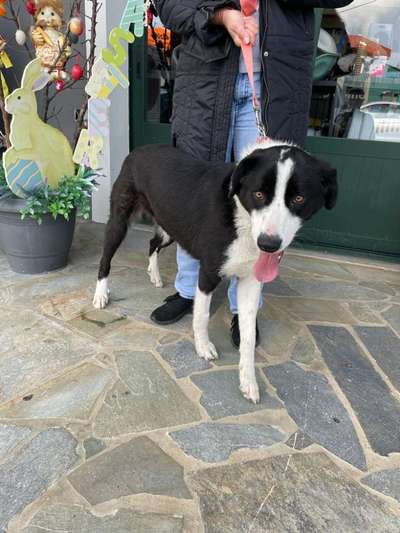 Tierschutzhunde suchen ein Zuhause-Beitrag-Bild