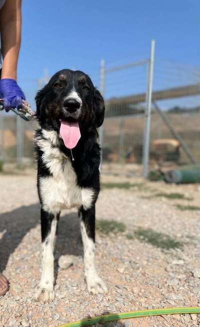 Tierschutzhunde suchen ein Zuhause-Beitrag-Bild