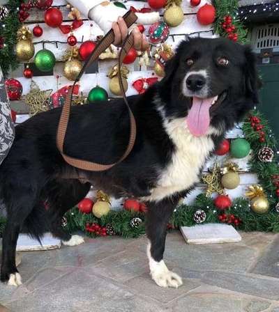 Tierschutzhunde suchen ein Zuhause-Beitrag-Bild