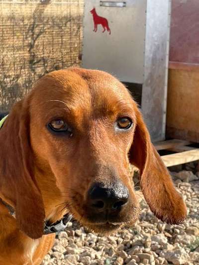 Tierschutzhunde suchen ein Zuhause-Beitrag-Bild