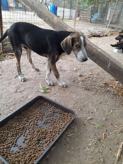 Tierschutzhunde suchen ein Zuhause-Beitrag-Bild