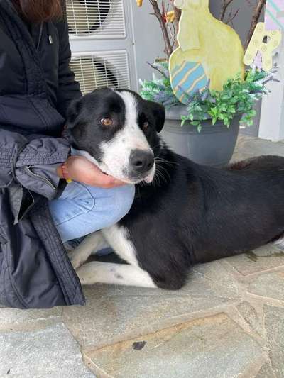 Tierschutzhunde suchen ein Zuhause-Beitrag-Bild