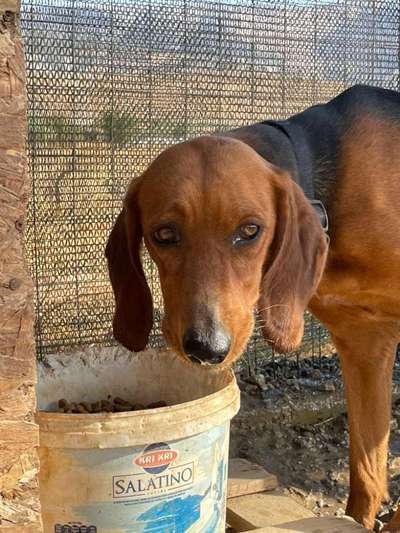 Tierschutzhunde suchen ein Zuhause-Beitrag-Bild