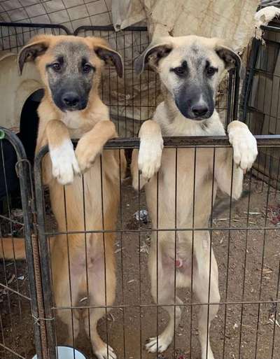 Tierschutzhunde suchen ein Zuhause-Beitrag-Bild