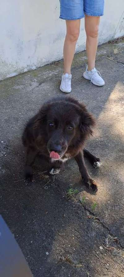 Tierschutzhunde suchen ein Zuhause-Beitrag-Bild