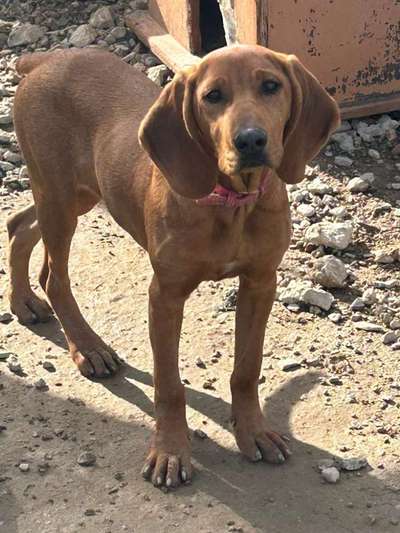 Tierschutzhunde suchen ein Zuhause-Beitrag-Bild