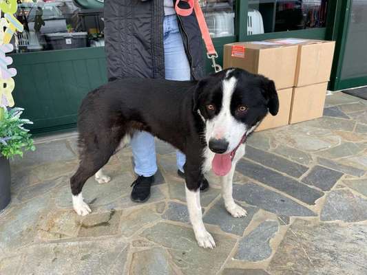 Tierschutzhunde suchen ein Zuhause-Beitrag-Bild