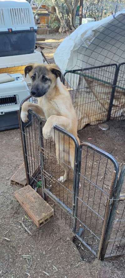 Tierschutzhunde suchen ein Zuhause-Beitrag-Bild