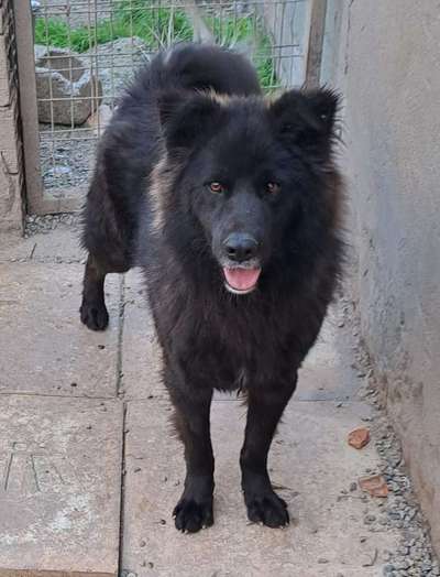 Tierschutzhunde suchen ein Zuhause-Beitrag-Bild