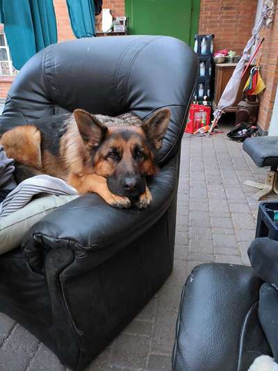 Alles rund um den Schäferhund, diskutieren erwünscht.-Beitrag-Bild