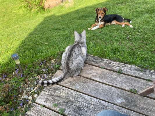 Die Dogorama Wochen Challenge "Friends will be Friends"-Beitrag-Bild