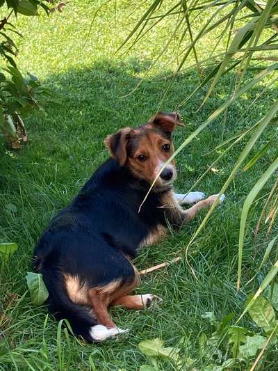 Mischlingshunde Foto Aufruf-Beitrag-Bild