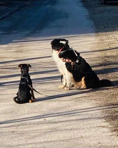 Die Dogorama Wochen Challenge "Friends will be Friends"-Beitrag-Bild