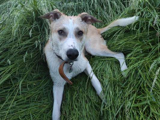 Hundetreffen-Spielerunde  Gassi runde-Bild