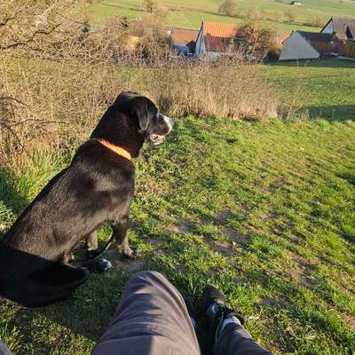 Hundetreffen-Suche Gassi-Kumpels in / bei Großhabersdorf-Bild