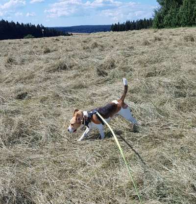 Fotochallenge No. 26                                     Wald und Wiese-Beitrag-Bild