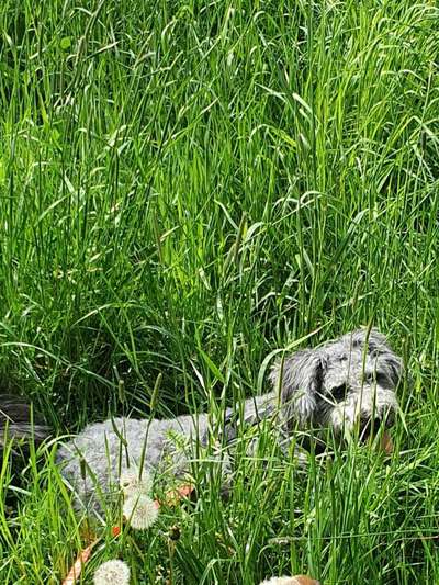 Die Dogorama Monats Challenge "Es grünt und blüht"-Beitrag-Bild