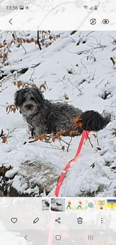 Die Dogorama Kalender Challenge Teil 2/4-Beitrag-Bild