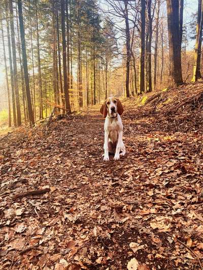 Die Dogorama Kalender Challenge Teil 2/4-Beitrag-Bild