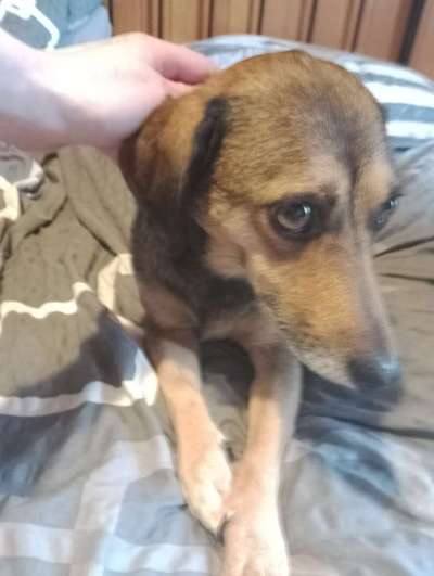 Hunde aus Griechenland-Beitrag-Bild