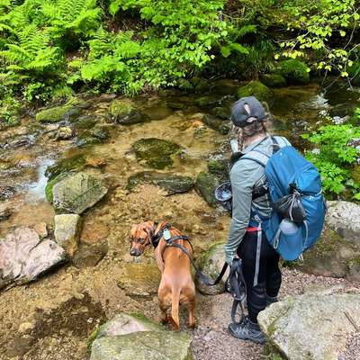 Hundetreffen-Gemeinsamer Spaziergang auch gerne mit Training-Bild