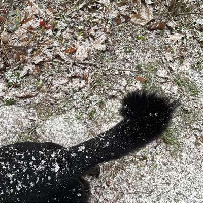 Hundetreffen-Social Walk-Bild