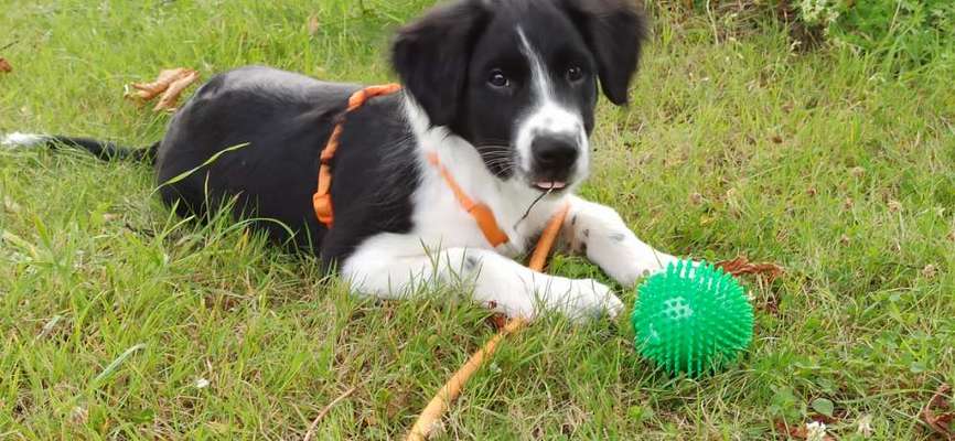 Hundetreffen-Batman sucht Freunde zum spielen-Bild