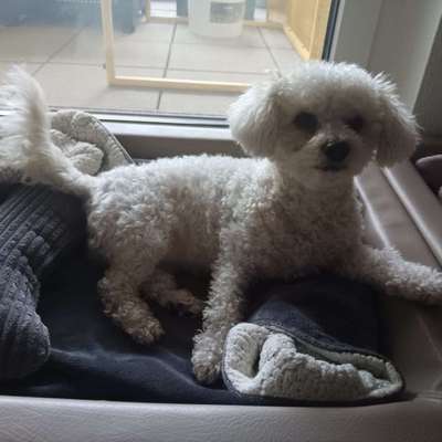 Hundetreffen-Suche Spielpartner-Bild