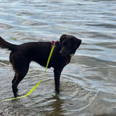 Hundetreffen-Gassi,spielrunde-Bild