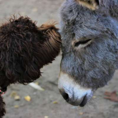 Hundetreffen-Spieltreff