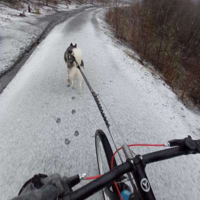 Hundetreffen-Dog Scooter Runde-Bild