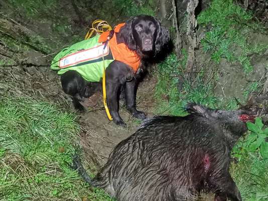 Immer der Nase nach - die schönsten Jagdhund-Bilder-Beitrag-Bild