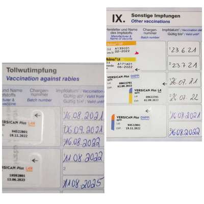 Welpenimpfung Tierarzt will 3x Impfen-Beitrag-Bild