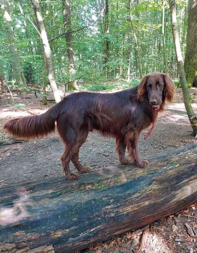 Flat Coated Retriever-Beitrag-Bild