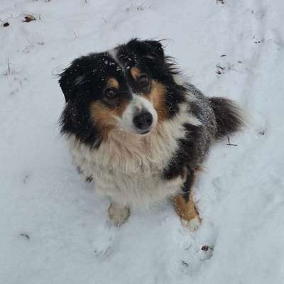 Hundetreffen-Senioren Truppe-Bild