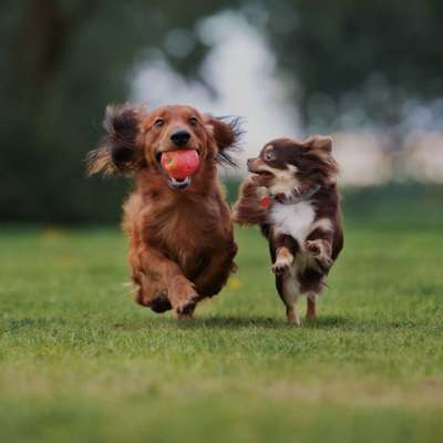 Hundetreffen-Smol dogs playdate-Bild