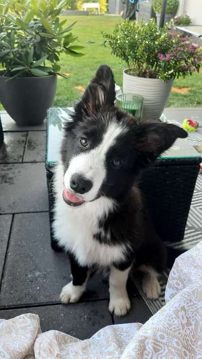 Gibt's hier noch mehr Border Collies???-Beitrag-Bild