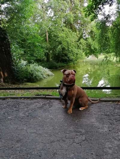 Hundetreffen-Kurt (OEB) sucht Spielkameraden!-Bild