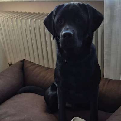 aktuelles Foto Gruppe Labrador